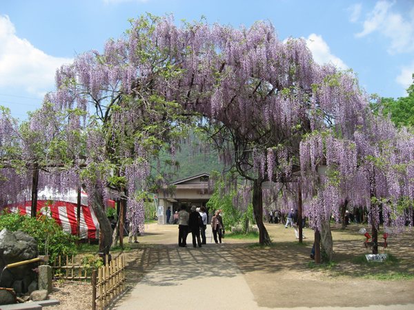 藤公園,前撮り