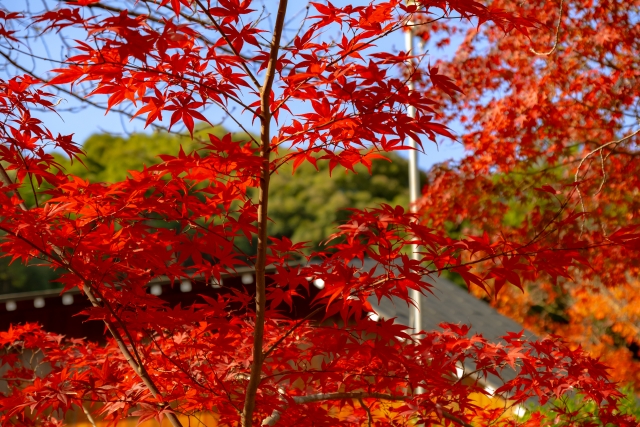 東京都 安産祈願におすすめの神社仏閣5選を紹介 神前結婚式も出来ますよ 美花嫁図鑑 Farny ファーニー お洒落で可愛い花嫁レポが満載 Byプラコレ